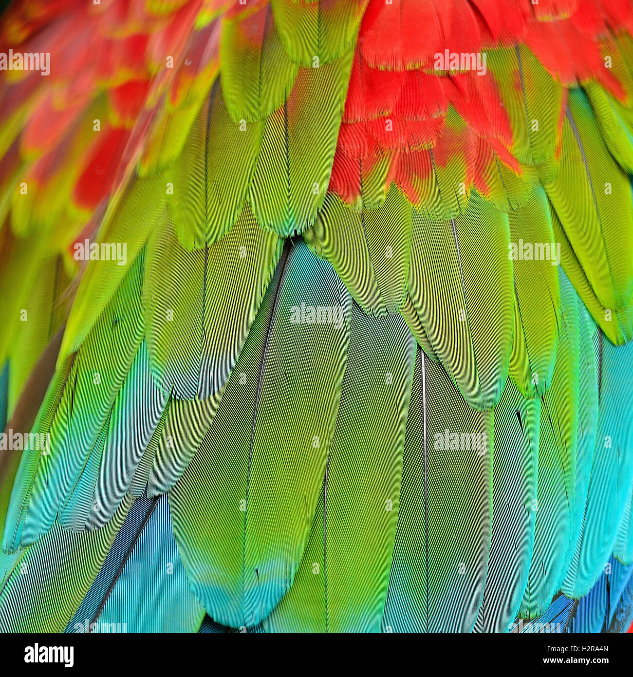 Sarcelles d'plumes de l'Ara Banque D'Images