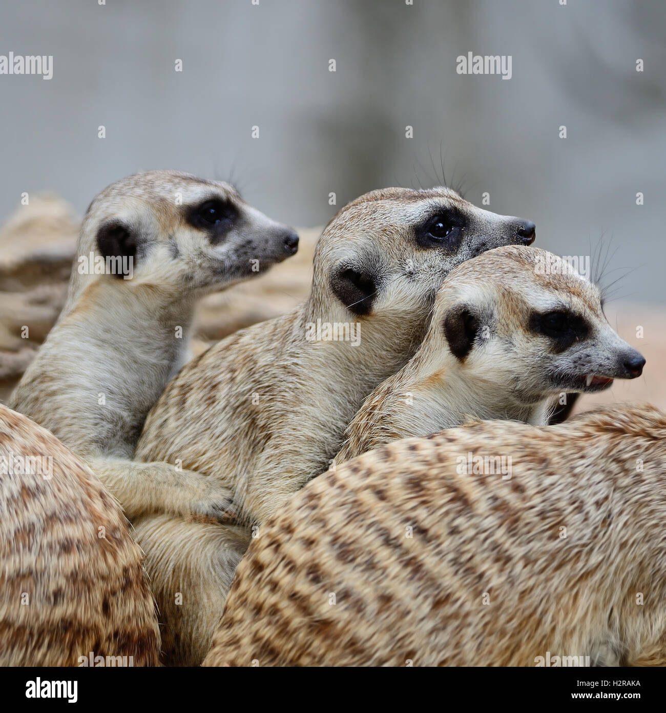 Meerkat Banque D'Images Meerkat Banque D'Images