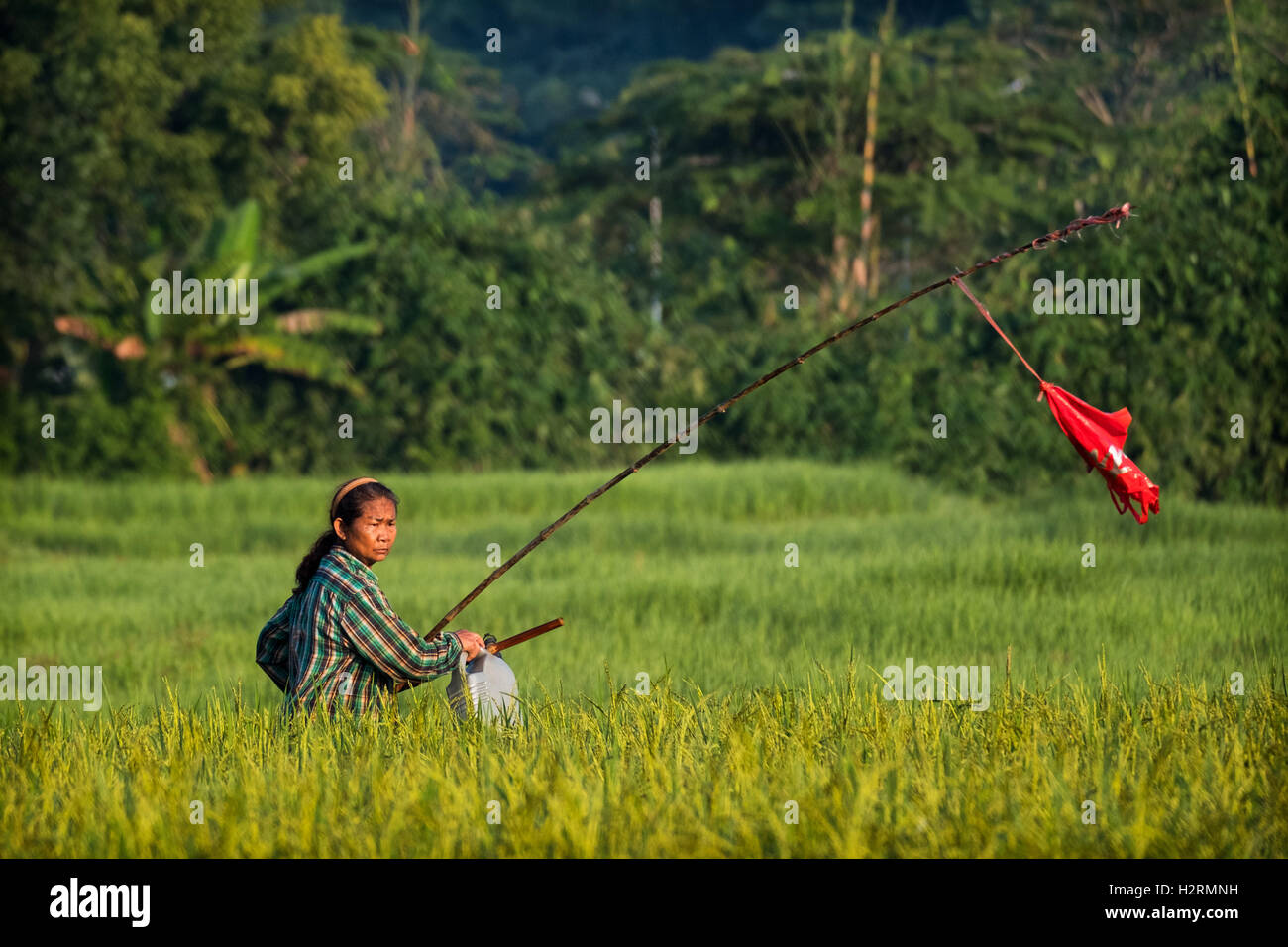 Nakhon Nayok, Thaïlande. 09Th Oct, 2016. En patrouille, à la découverte des oiseaux, la Thaïlande Nakhon Nayok Crédit : Lee Craker/Alamy Live News Banque D'Images