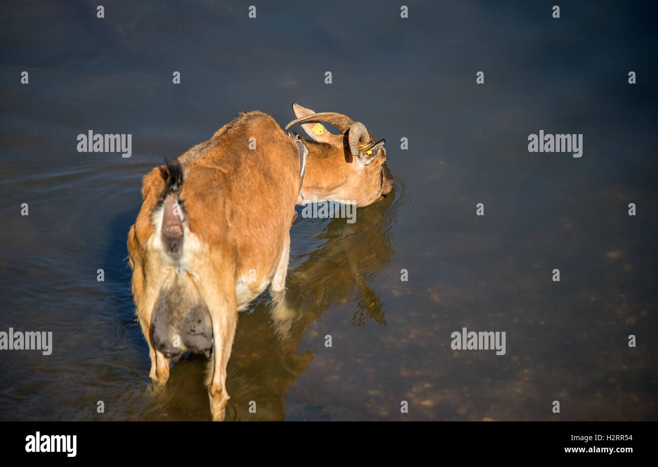 Strandja Mountians Bulgarie 2 Octobre 2016 : Goat herder se déplace son troupeau autour de points d'eau comme le temps chaud et sec. avec peu ou ne connaissent de précipitations au cours des dernières semaines, les rivières continuent ensemble sont faibles et les étangs sont secs. ©Clifford Norton/Alamy Live News Banque D'Images