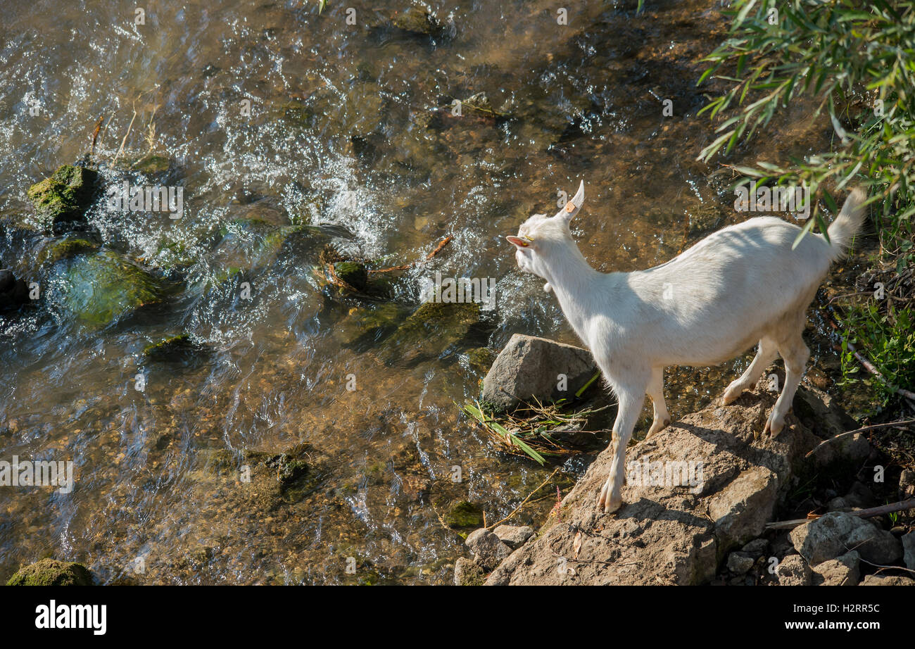 Strandja Mountians Bulgarie 2 Octobre 2016 : Goat herder se déplace son troupeau autour de points d'eau comme le temps chaud et sec. avec peu ou ne connaissent de précipitations au cours des dernières semaines, les rivières continuent ensemble sont faibles et les étangs sont secs. ©Clifford Norton/Alamy Live News Banque D'Images