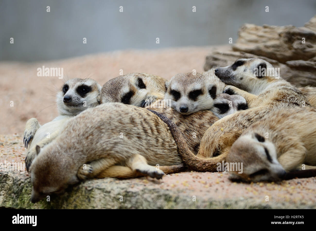 Meerkat Banque D'Images Meerkat Banque D'Images