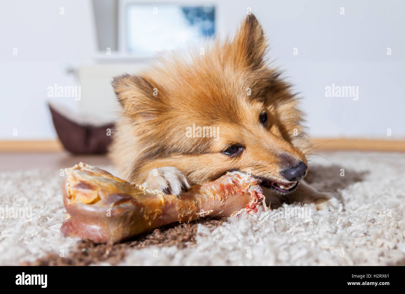 Shetland Sheepdog mâche un os de porc Banque D'Images