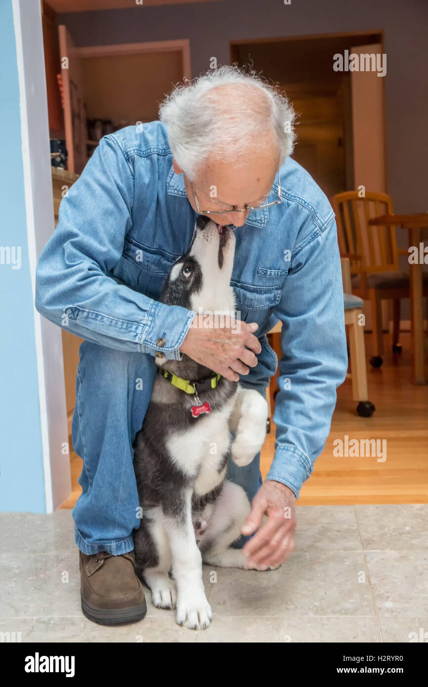 Dashiell, trois mois de vieux chiot Malamute donner affectueusement un ami doggy baisers, dans Issaquah, Washington, USA Banque D'Images