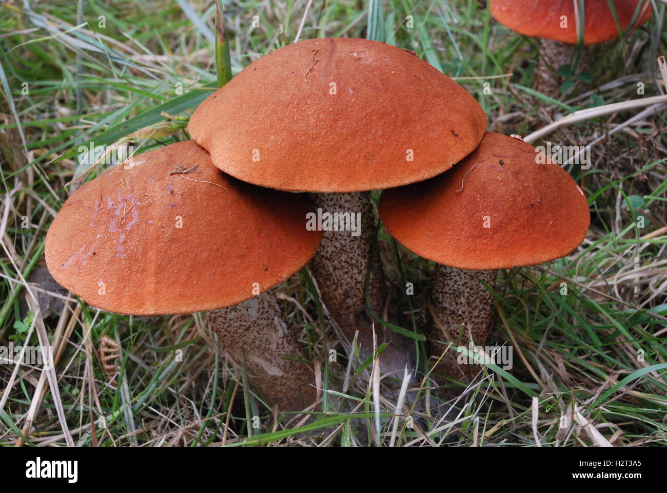 Chêne (Orange bolet toadstools le Leccinum aurantiacum) sur l'île de Brownsea, dans le Dorset, Angleterre Banque D'Images