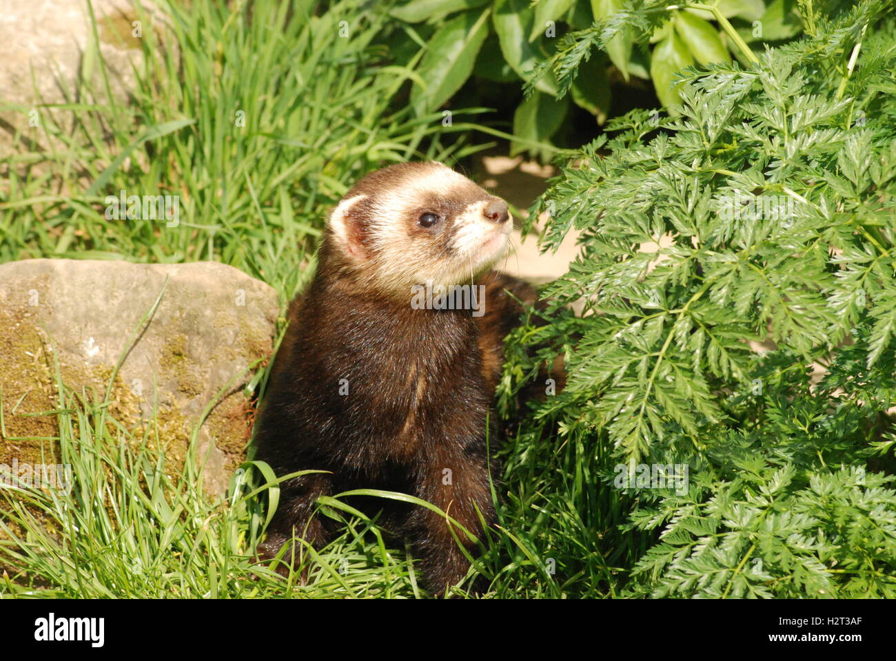 Polecat féminin ou polecat européen (Mustela putorius) au British Wildlife Center de Surrey, Royaume-Uni Banque D'Images