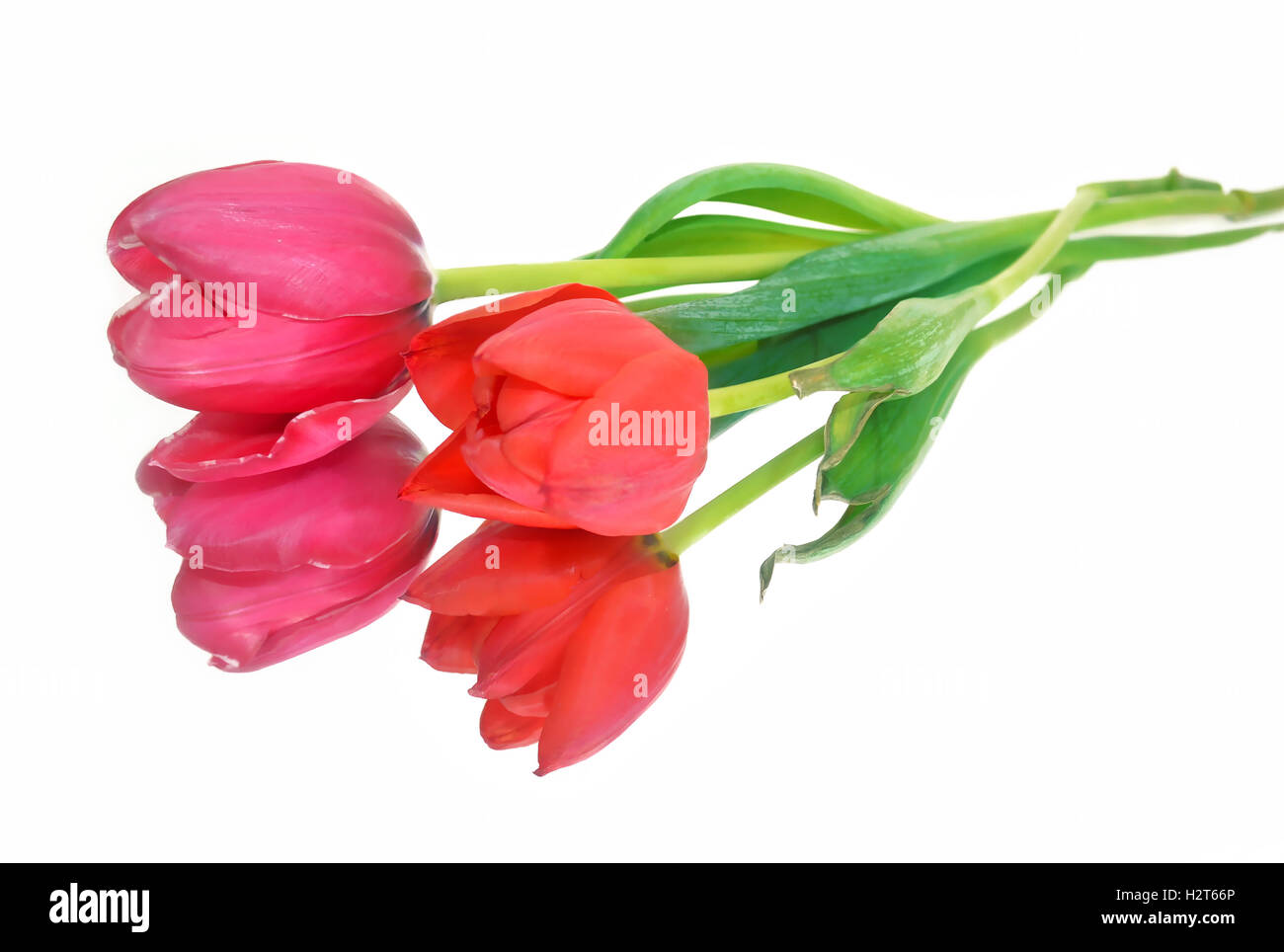 Tulipes rouges et roses fleurs isolées - réflexion Banque D'Images