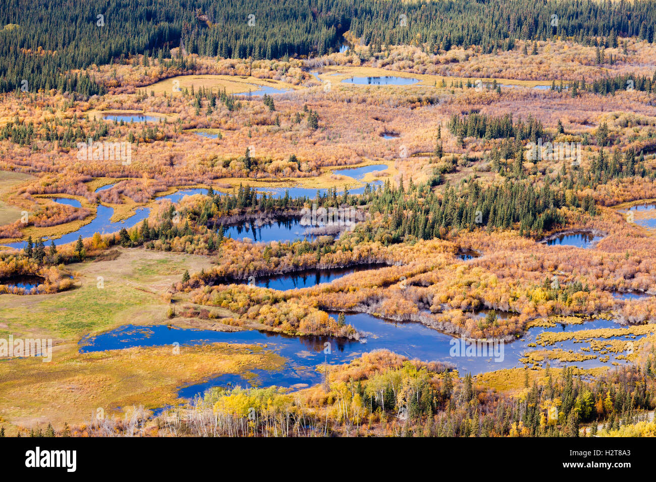 Marais des zones humides de la forêt boréale du Yukon de la taïga de l'automne Banque D'Images Marais des zones humides de la forêt boréale du Yukon de la taïga de l'automne Banque D'Images