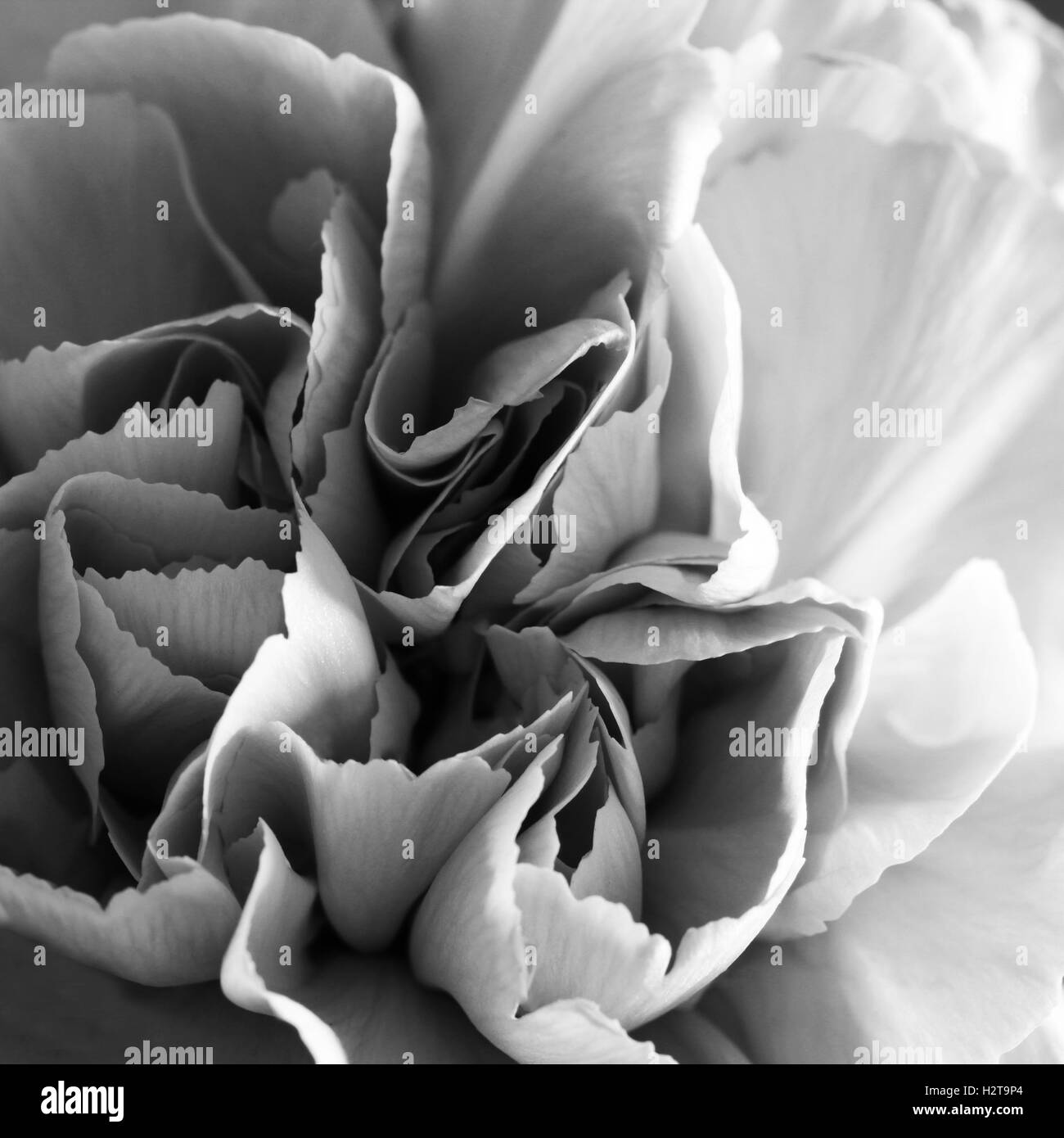 Fleur oeillet close up belle macro photo noir et blanc Banque D'Images