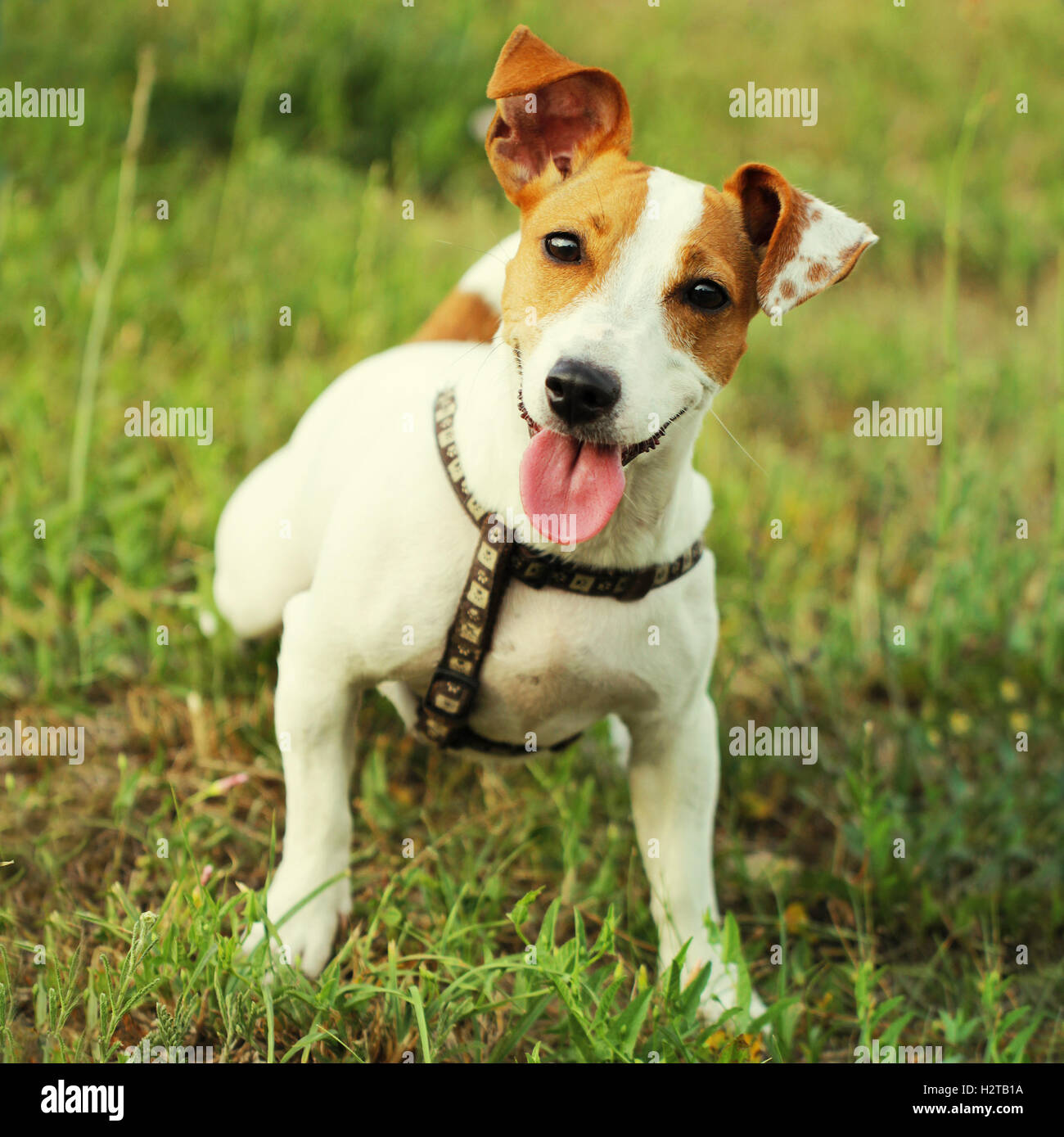 Jack Russell Terrier beau petit mignon jeune chien Banque D'Images