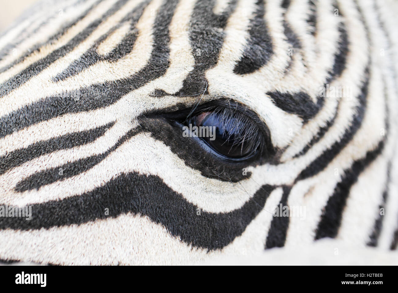Oeil de zebra close up macro photo Banque D'Images
