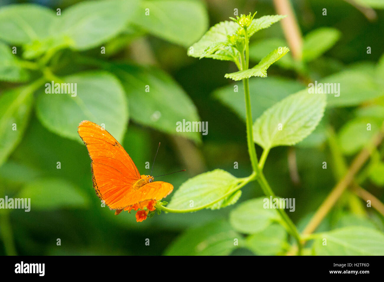 Julia Butterfly (Dryas iulia), alias Julia heliconian, la flamme, ou flambeau, Natura Artis Magistra, Amsterdam, Pays-Bas Banque D'Images