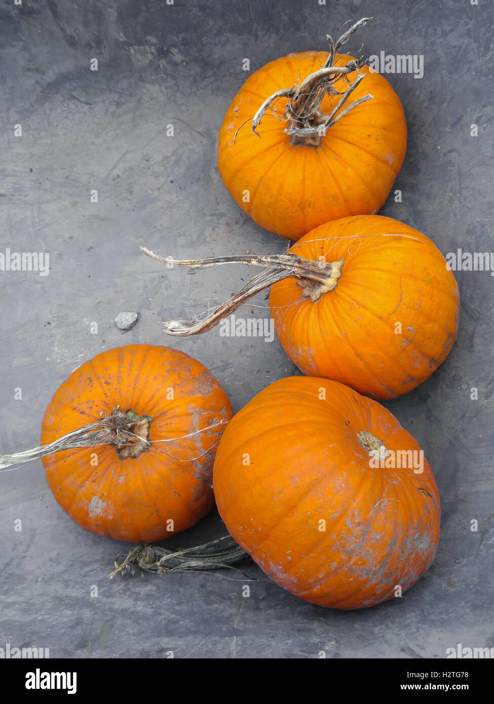 Les citrouilles à l'automne sur le terrain. Banque D'Images