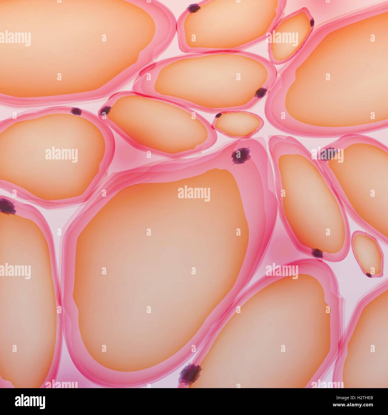 Le tissu adipeux, les cellules graisseuses, les adipocytes - Vector Illustration Illustration de Vecteur