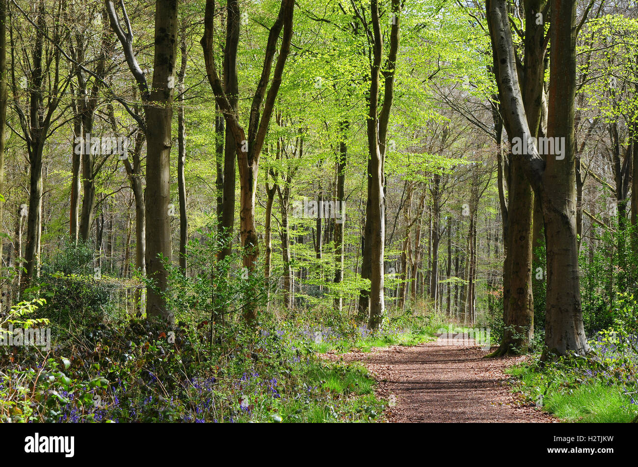Un chemin menant à l'Ouest Woods Wiltshire UK Banque D'Images