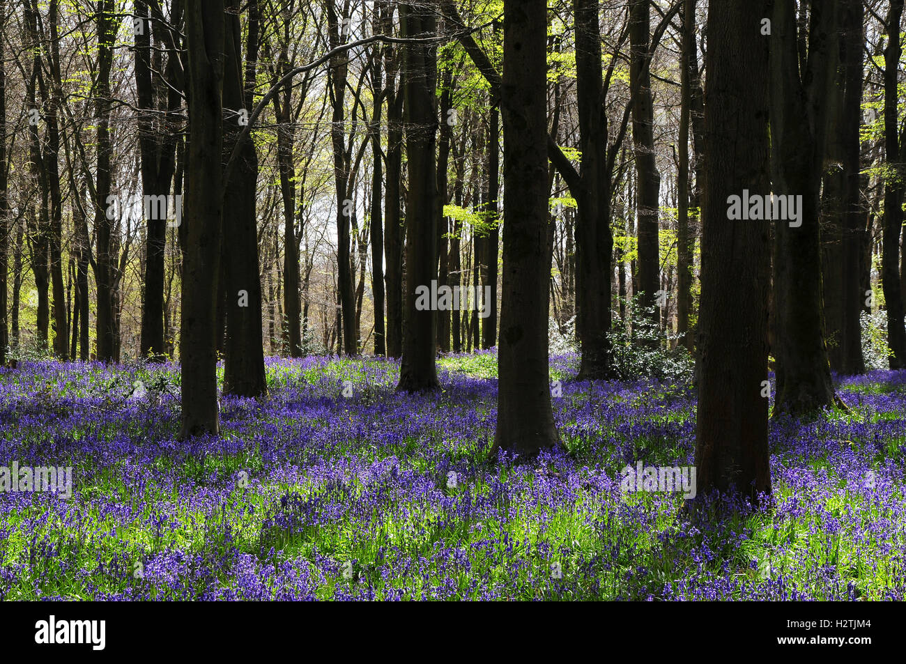 Jacinthes des bois de l'Ouest, Wiltshire Banque D'Images