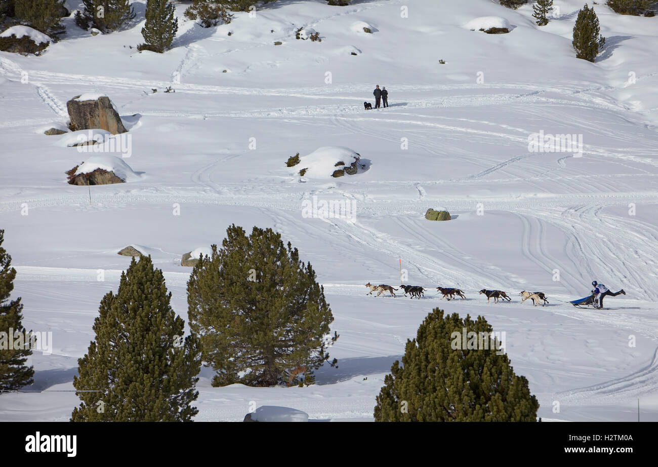 Pirena. Course de chiens de traîneau dans les Pyrénées en passant par l'Espagne, Andorre et la France. Baqueira Beret. Lleida Province. La Catalogne. Espagne Banque D'Images