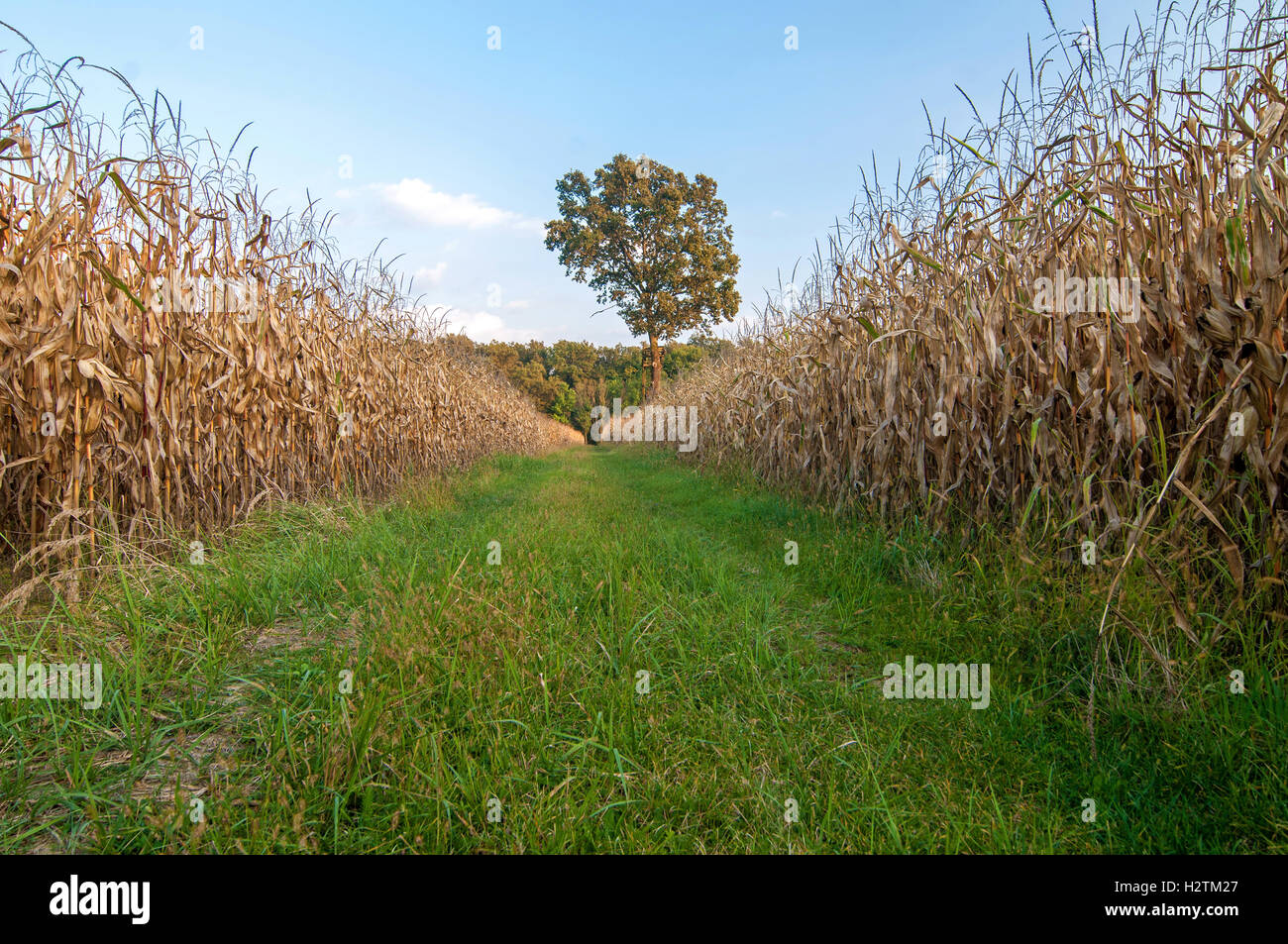 Chemin Rural entre deux champs de maïs et dans une distance de Lone Tree Banque D'Images