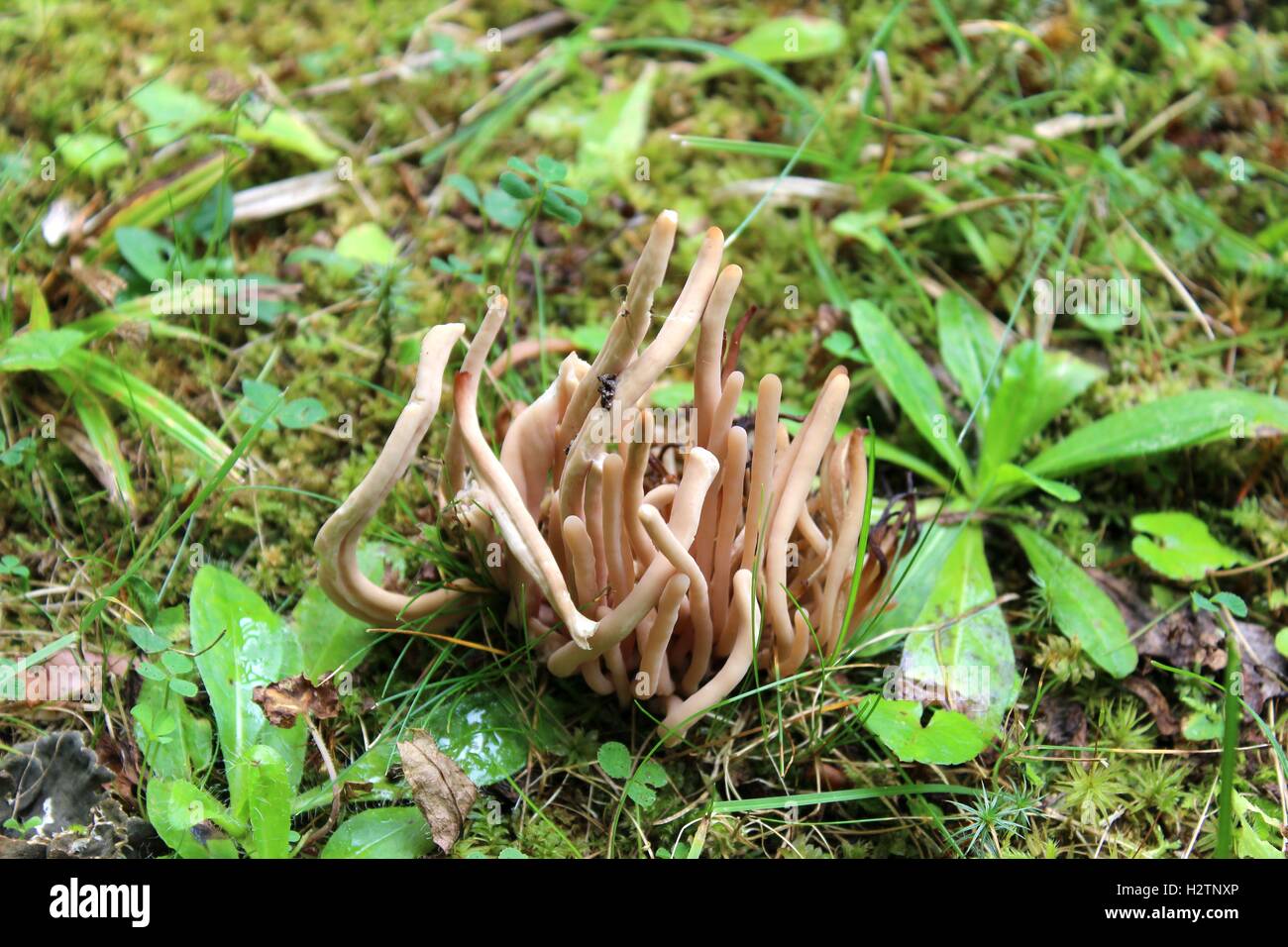 Champignons de corail ou Clavaria fumosa Banque D'Images