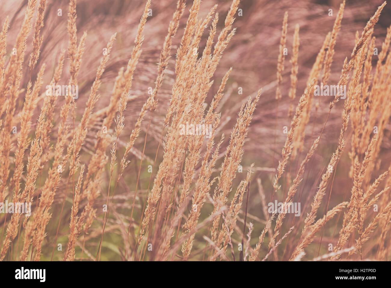 Stipa calamagrostis rough feather grass grass décoratifs ornementaux à London Wetland Centre à Barnes. Banque D'Images