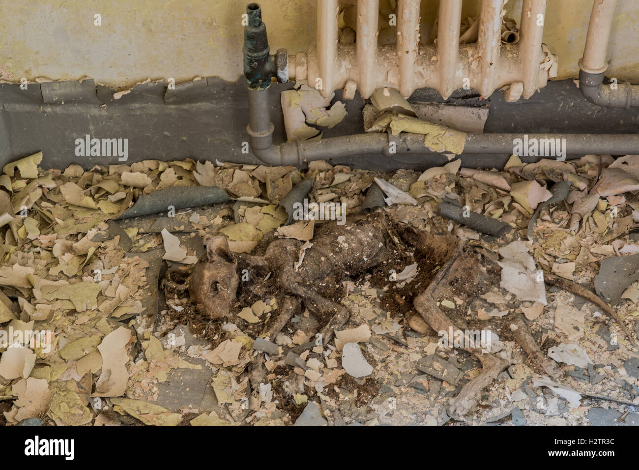 Les restes d'une momie de chat domestique une fois pris au piège à l'intérieur de l'hôpital Loi de jeune fille morgue, Lanchester, County Durham, Royaume-Uni Banque D'Images