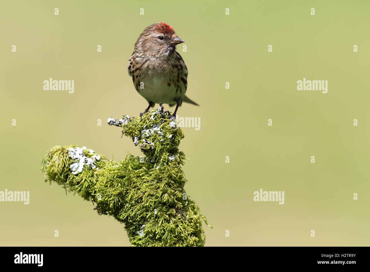 Femme Sauvage moindre Sizerin flammé (Acanthis cabaret) perché sur le lichen & moss covered. Fond vert. Prise en Ecosse, Banque D'Images