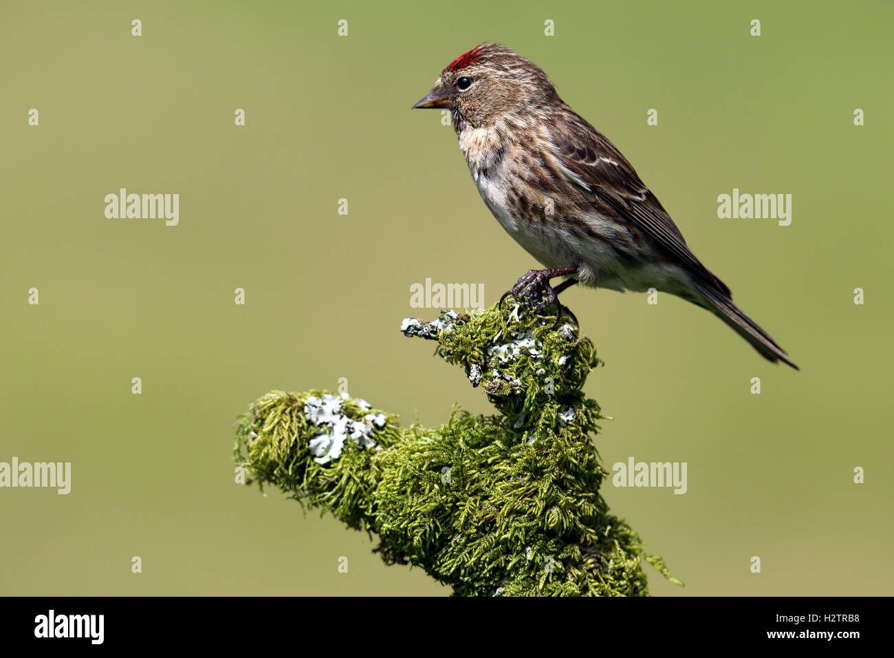Femme Sauvage moindre Sizerin flammé (Acanthis cabaret) perché sur le lichen & moss covered. Fond vert. Prise en Ecosse, Banque D'Images