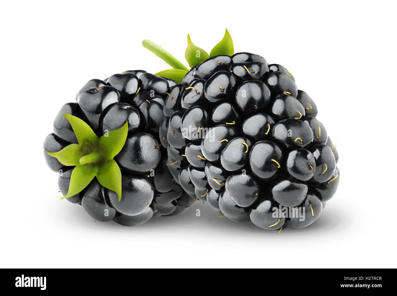 Les mûres isolées. Deux blackberry fruits isolé sur fond blanc avec clipping path Banque D'Images