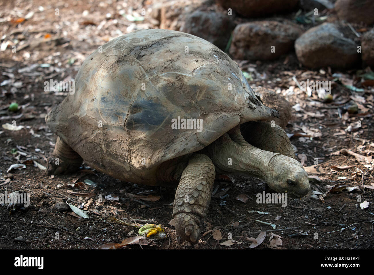 Casela Park, d'oiseaux et d'animaux de la faune populaire parc. Aldabran Seychelles tortue de terre. De l'île Maurice. Banque D'Images