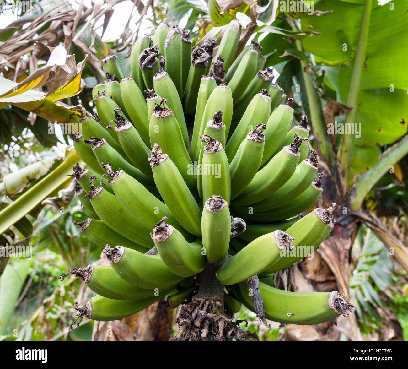 Une main de bananes non mûres sur la plante. Une petite part de maturation des bananes dans un bosquet de bananiers. Banque D'Images