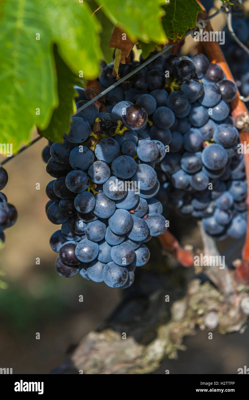 Raisins Sangiovese dans la région de Montalcino, Toscane, Italie Banque D'Images