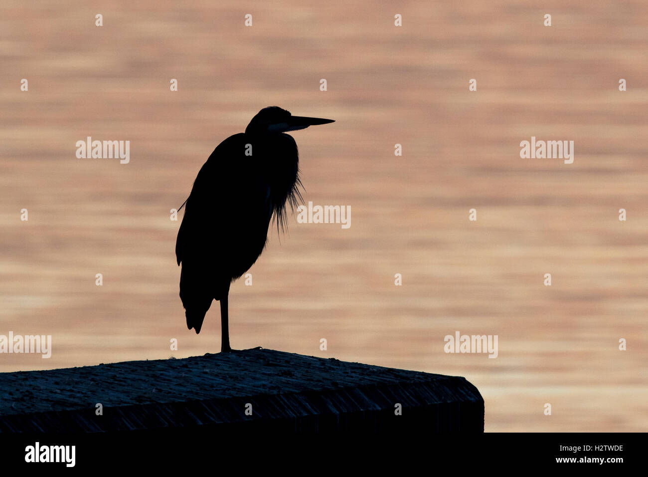 Grand héron Ardea herodias, silhouette d'oiseaux pendant le lever du soleil. Banque D'Images