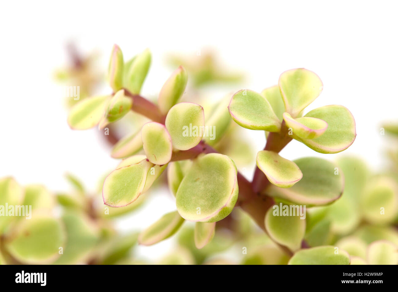 Portulacaria afra succulent plant isolé sur fond blanc Banque D'Images