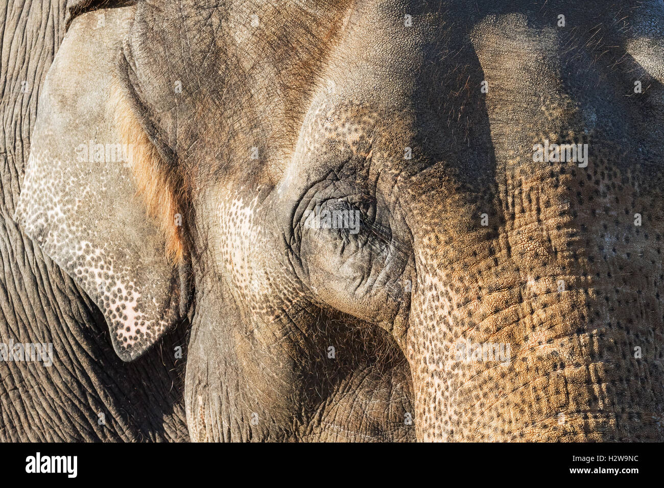 L'oeil de l'éléphant et la texture de la peau Banque D'Images