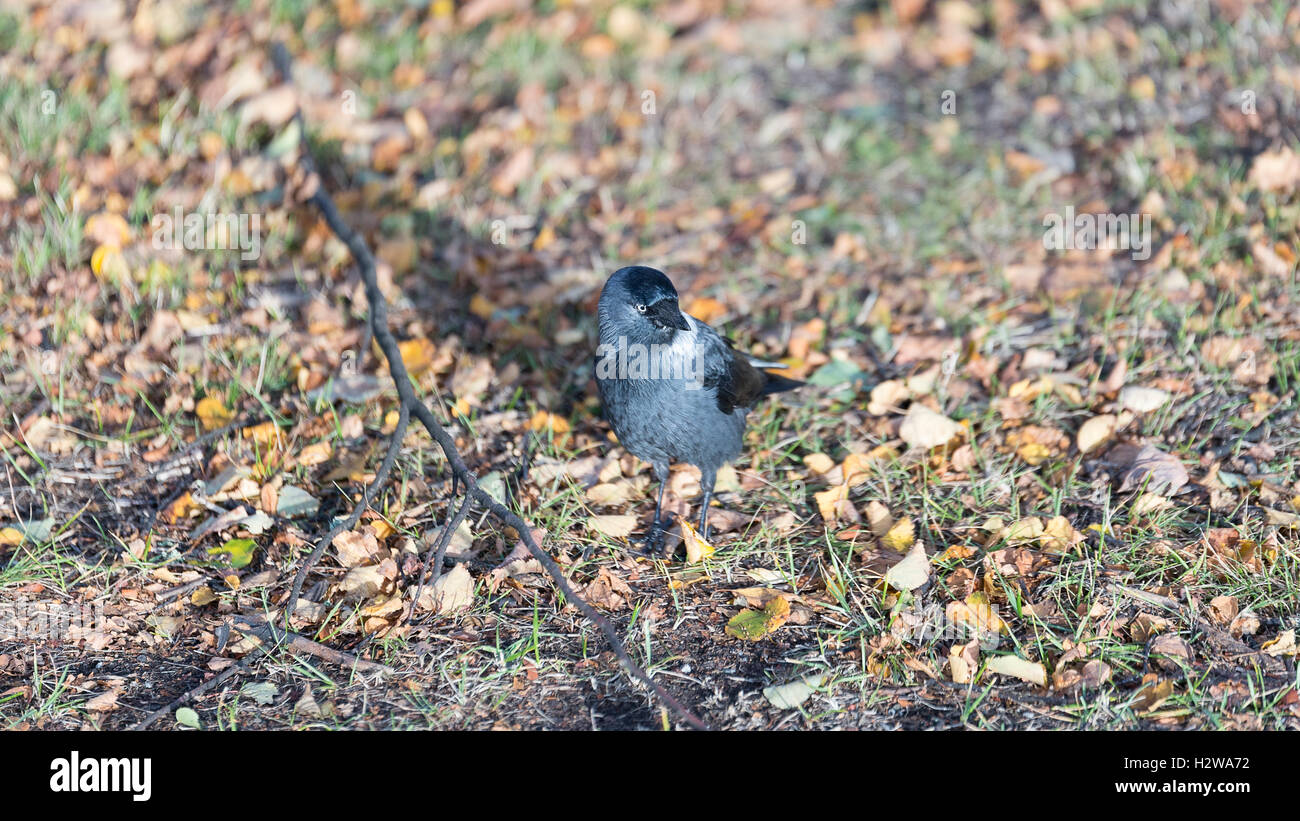 Western Jackdaw marche sur l'herbe. Banque D'Images