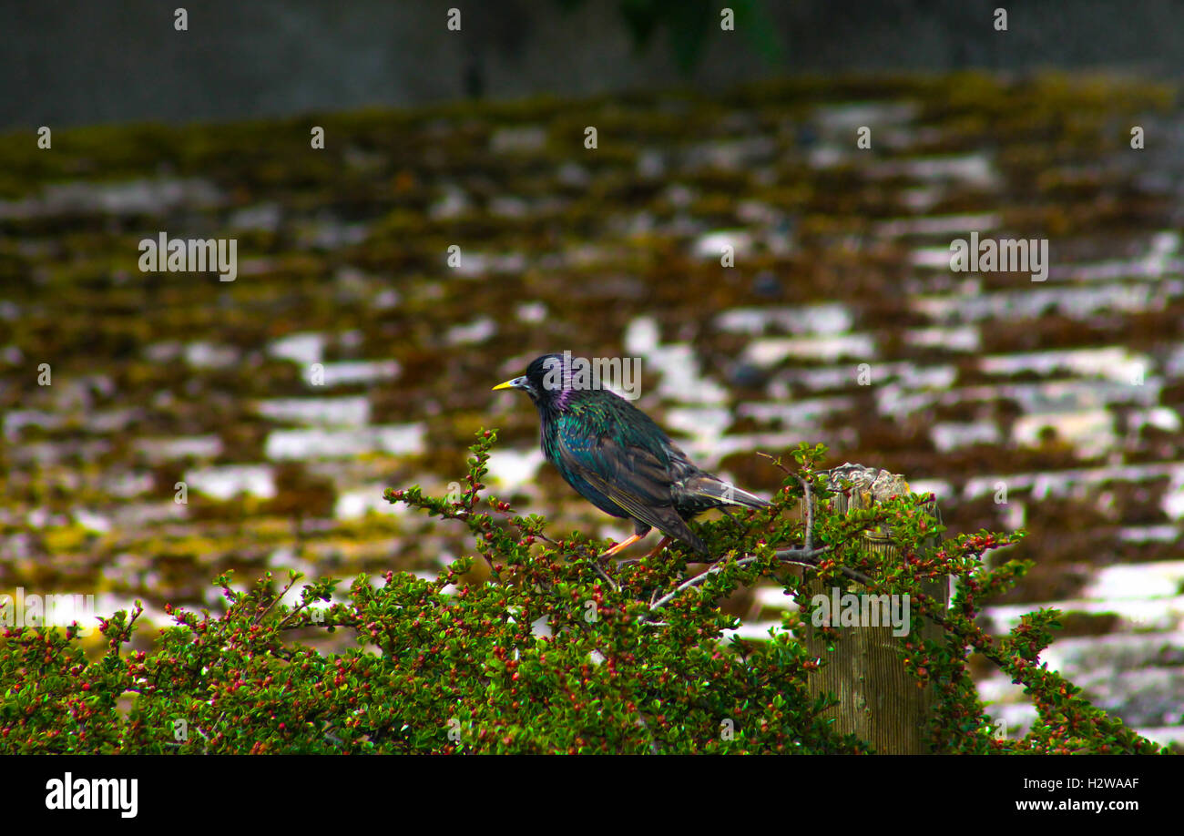 Jardin irlandais Starling Banque D'Images