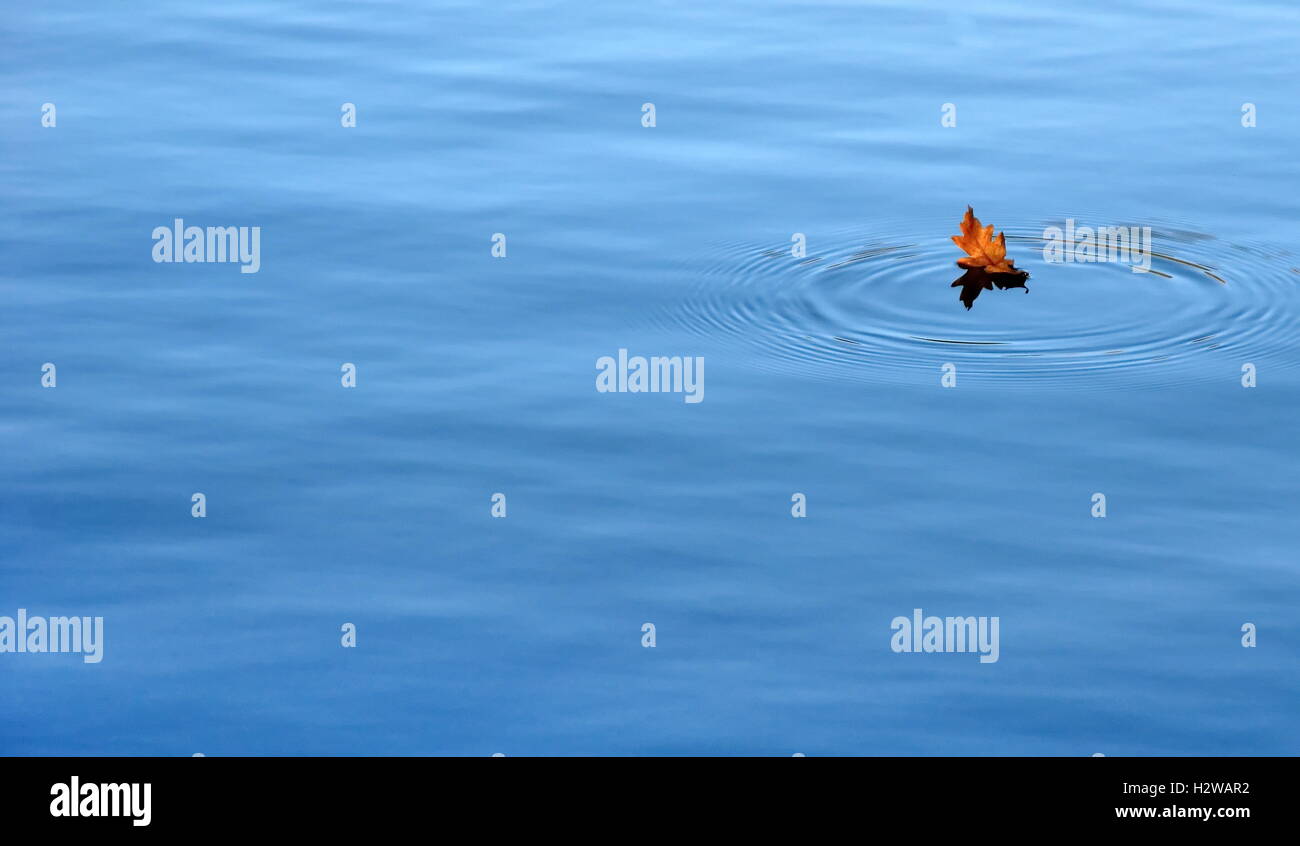 Isolés feuilles sur l'eau du lac Banque D'Images