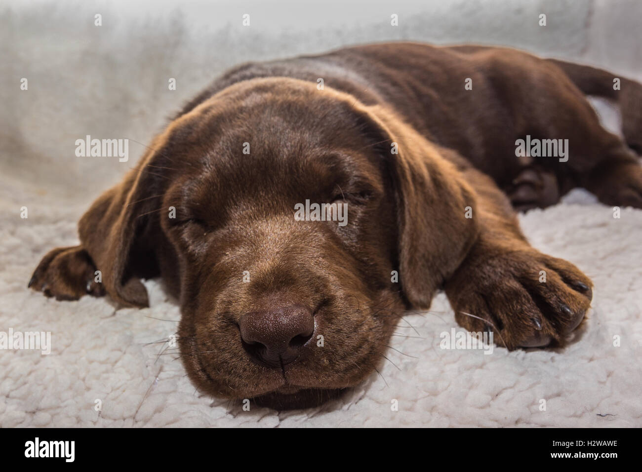 Chiot labrador Chocolat Banque D'Images