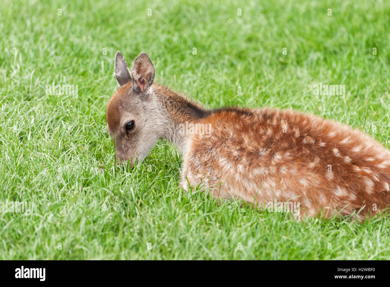 Red deer fawn, une espèce indigène UK Banque D'Images