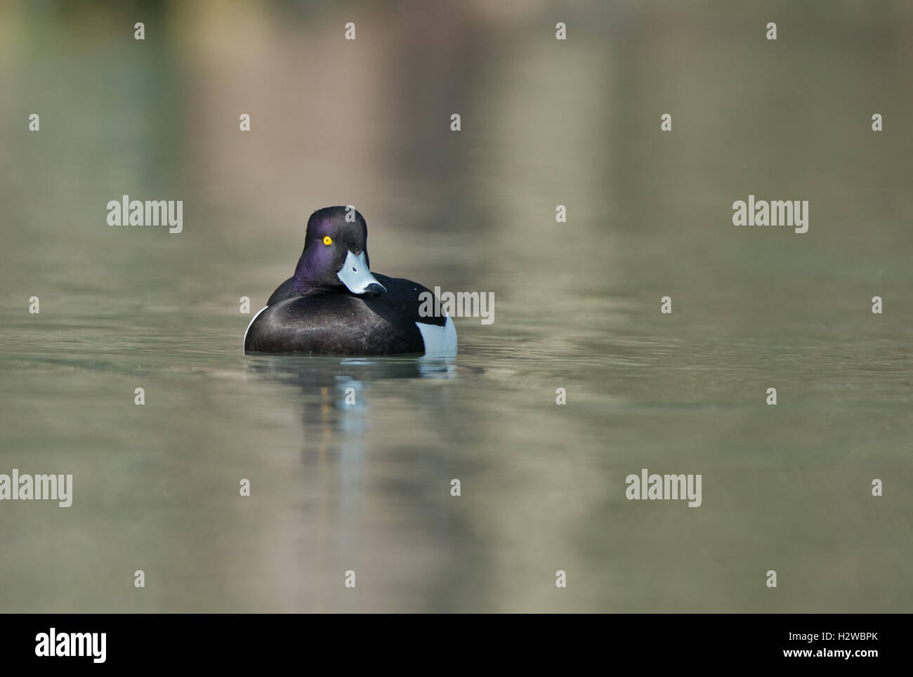 Duck-Aythya Touffetée mâle fuligula.uk Banque D'Images