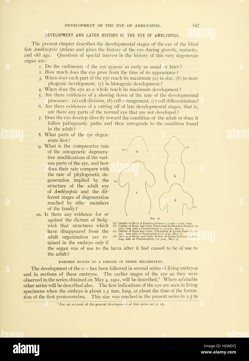 Vertébrés grotte d'Amérique (page 147, fig. 56) BHL32 Banque D'Images