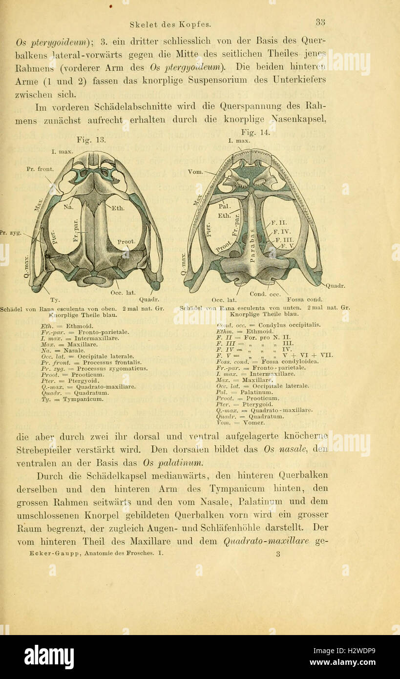 Ce travail propose une étude anatomique détaillée des grenouilles, illustrant leurs structures internes et externes et se concentrant sur leurs systèmes biologiques. Banque D'Images