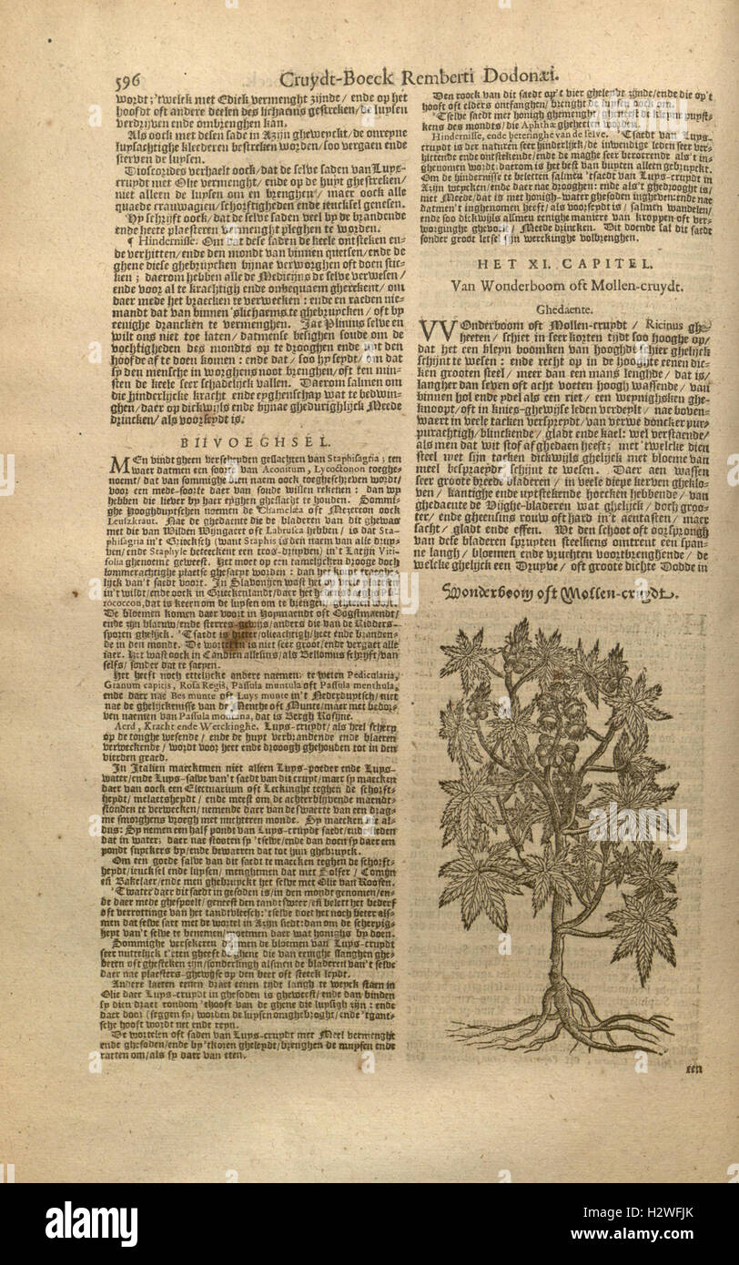 Cet ouvrage, *Cruydt-boeck Remberti Dodonaei*, présente une version actualisée du célèbre ouvrage botanique de Rembert Dodoens, en se concentrant sur les espèces végétales et leurs utilisations selon ses dernières révisions. Banque D'Images