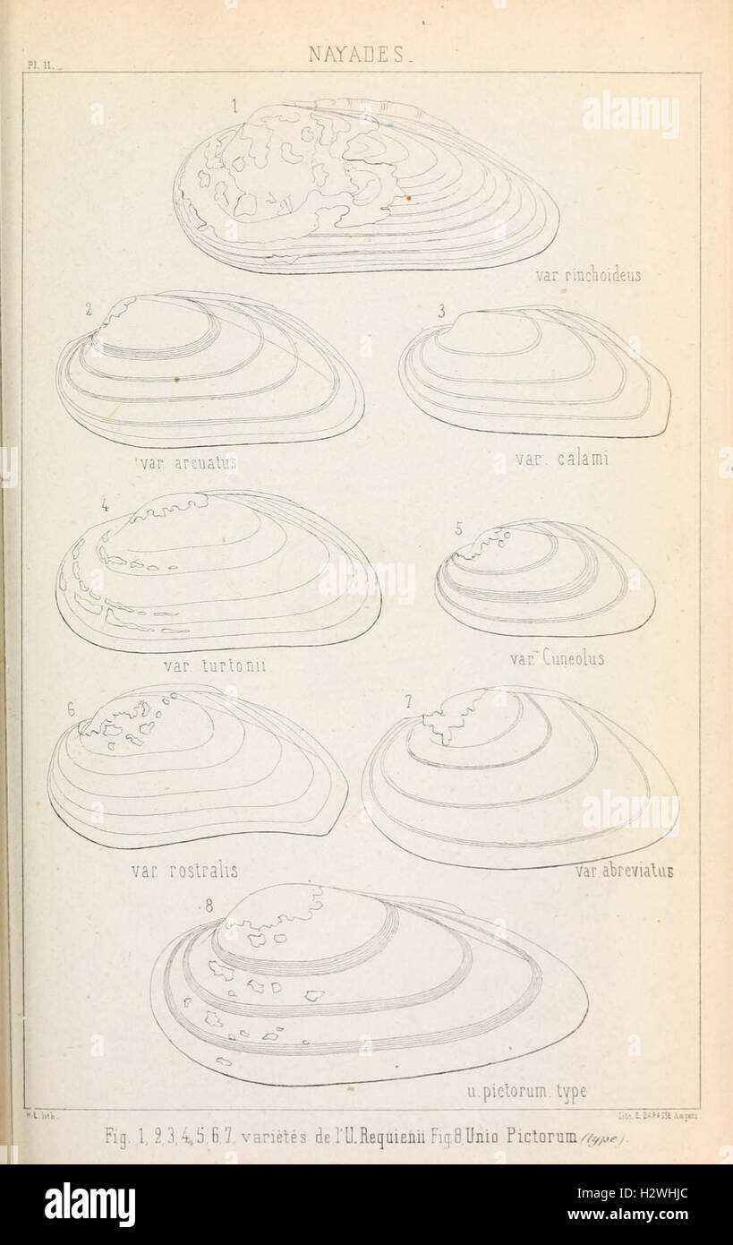 Annales de la Société Linneenne de Maine-et-Loire BHL32 Banque D'Images