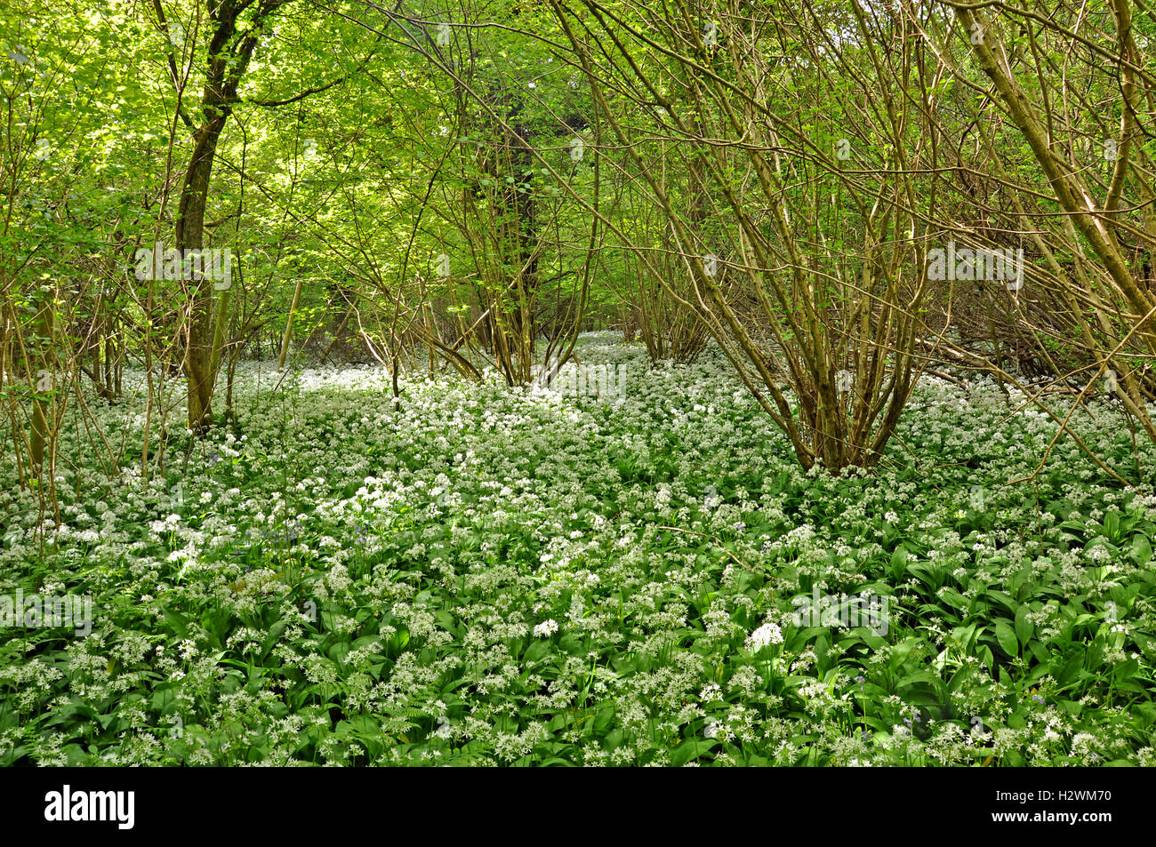 Fleurs sauvages d'ail ou de rançons RSPB Garston Woods nature Reserve Banque D'Images