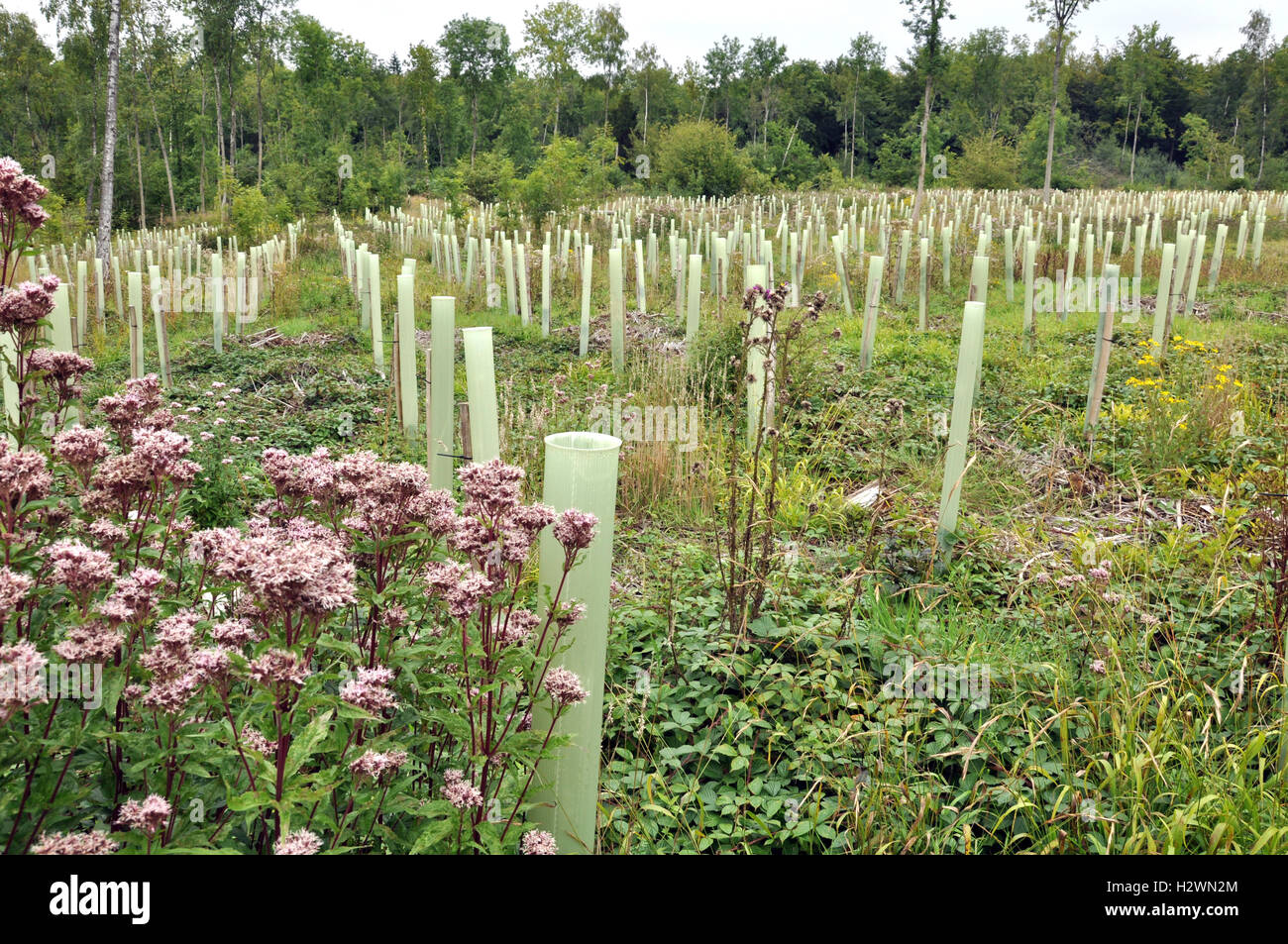 Fleurs de chanvre-agrimony devant des tubes en plastique protégeant les arbres nouvellement plantés des dommages causés par les animaux Banque D'Images