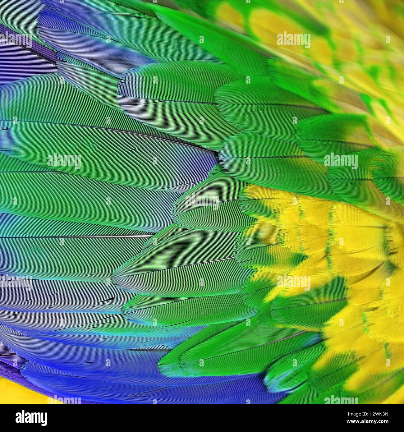 Sarcelles d'plumes de l'Ara Banque D'Images