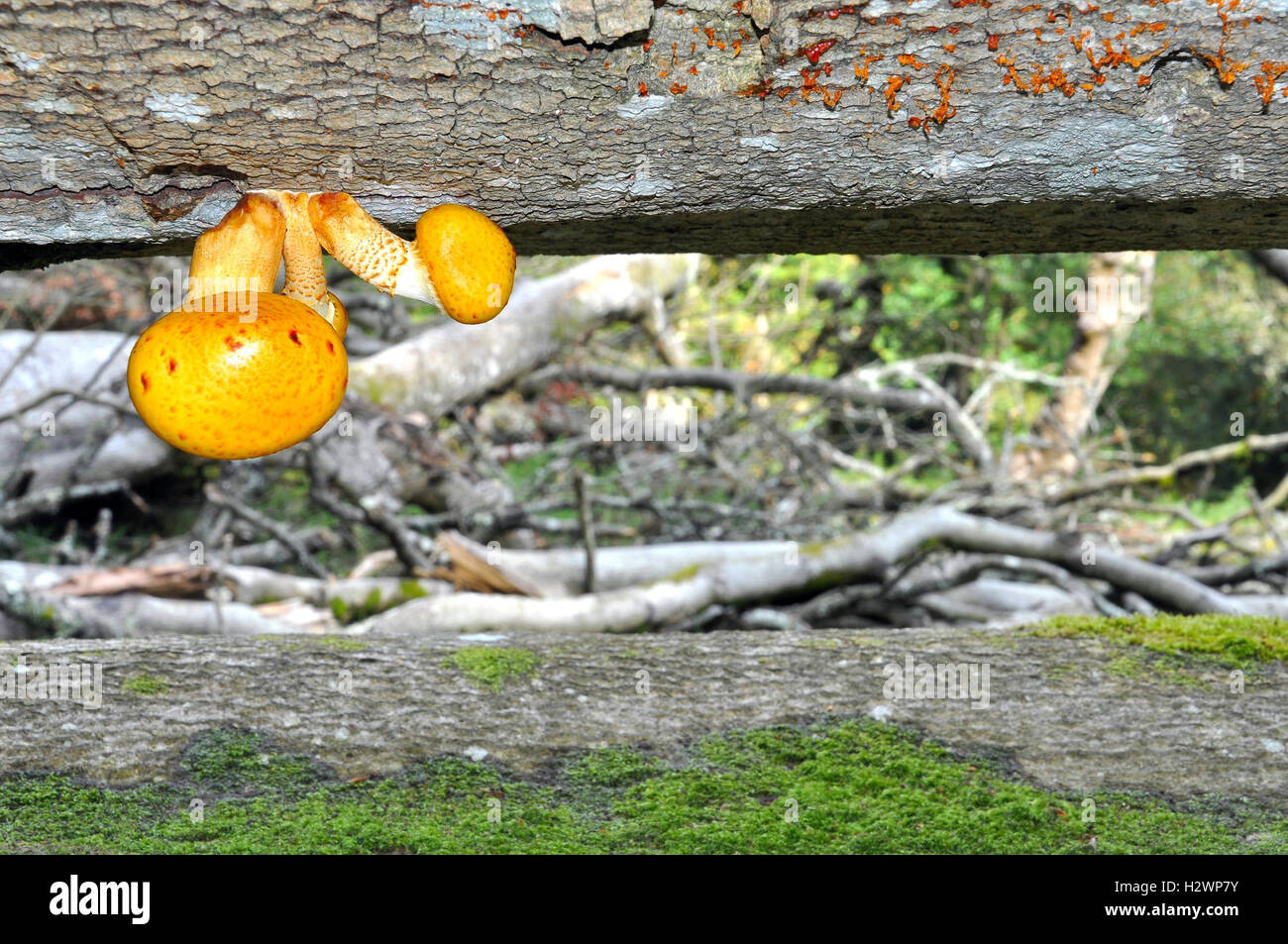 Champignons Scalycap dorés suspendus à un arbre déchu, dans le parc national de New Forest, Hampshire, Angleterre. Banque D'Images