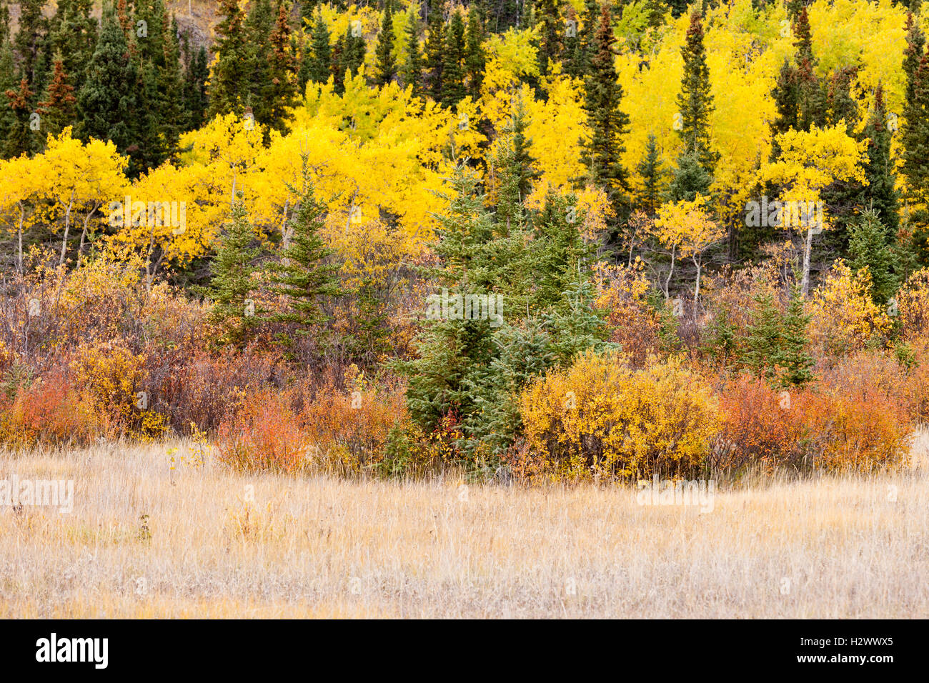 L'automne coloré de la taïga de la forêt boréale du Yukon Canada Banque D'Images L'automne coloré de la taïga de la forêt boréale du Yukon Canada Banque D'Images