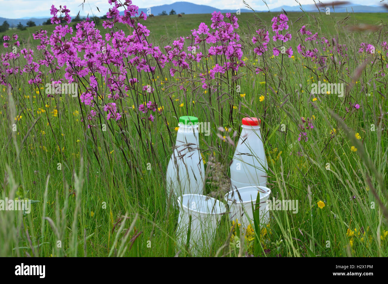 Deux bouteilles de lait blanc en plastique et des tasses pour les produits laitiers entouré de fleurs sauvages roses dans un pré Banque D'Images
